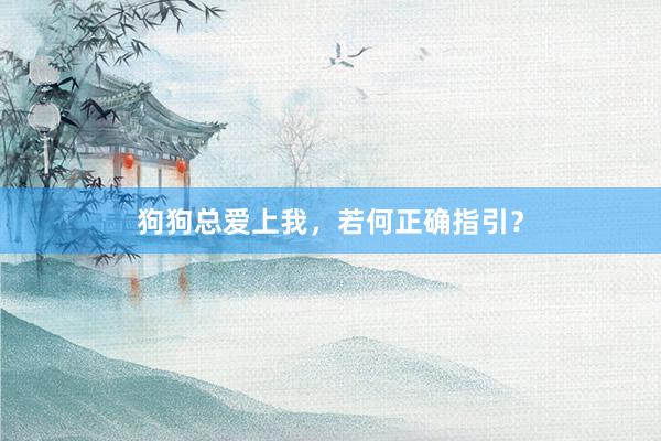 狗狗总爱上我，若何正确指引？